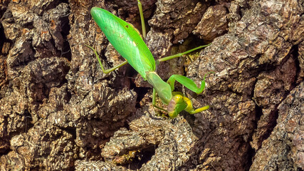 Hierodula transcaucasica - growing female tree mantis insect on the bark of an old oak tree