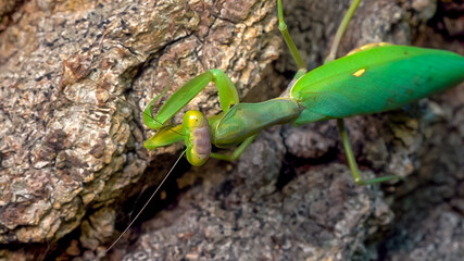 Hierodula transcaucasica - growing female tree mantis insect on the bark of an old oak tree