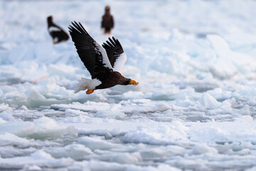 流氷とオオワシ飛翔