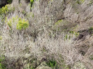 Vegetation in harsh environments