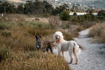 Dogs on a Scenic Path