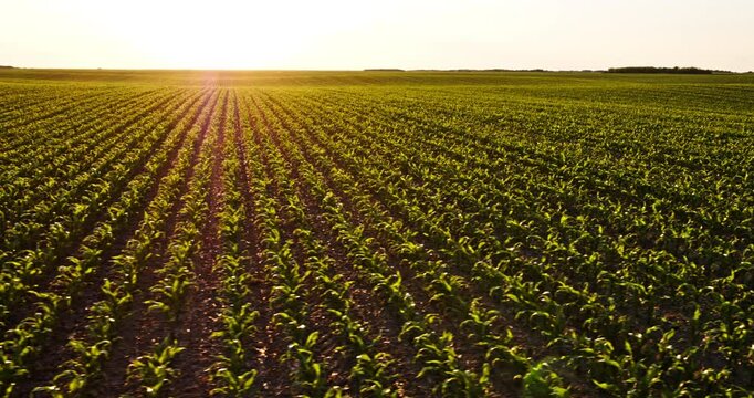 Agricultural corn maize plant crop field at industrial farm
