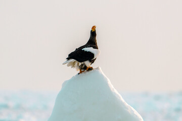 流氷とオオワシ