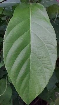 The leaves of the kratom plant. These leaves are green with an elliptical shape and smooth edges. Kratom is known for its properties used in traditional medicine and as an herbal supplement.