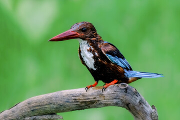 White throated kingfisher