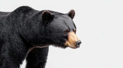 Black bear in nature wildlife close-up captivating angle natural habitat animal behavior insights for nature enthusiasts