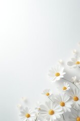 Minimalist Daisy Arrangement on White Background  
