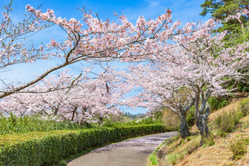 Obraz premium Sakura cherry blossoms in full bloom, Hitachi-shi Kamine Park, Japan's Top 100 Cherry Blossom Spots, Hitachi City, Ibaraki Prefecture, Japan