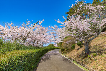 Sakura cherry blossoms in full bloom, Hitachi-shi Kamine Park, Japan's Top 100 Cherry Blossom Spots, Hitachi City, Ibaraki Prefecture, Japan