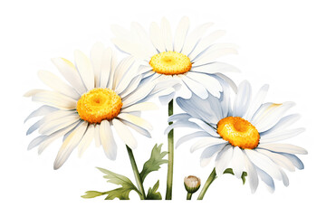 watercolor painting daisy flowers isolated on white