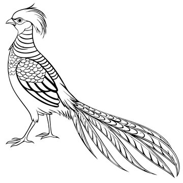 Golden Pheasant