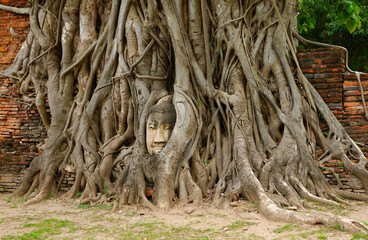 Amazing Sandstone Buddha Image's Head Trapped in the Tree Roots at Wat Mahathat Ancient Temple, UNESCO World Heritage Site in Ayutthaya, Thailand