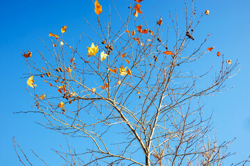 colorful autumn leaves against blue sky