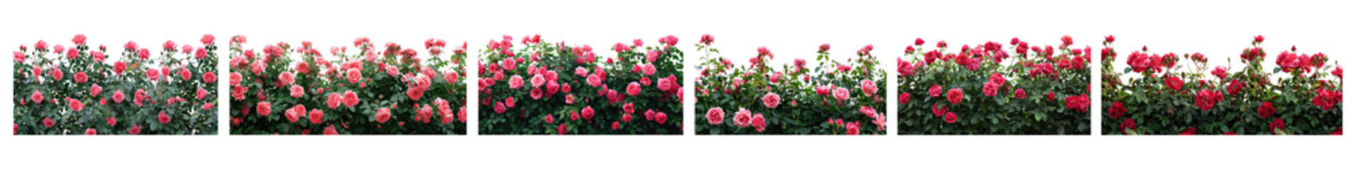 Obraz premium PNG Vibrant pink rose garden border, element set on transparent background