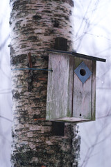 Bird house on a birch tree in winter