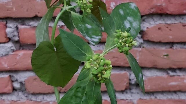 Euphorbia hirta, known as patikan kebo. This plant has oval green leaves and small yellowish green flowers that grow in clusters. Euphorbia hirta is often used in traditional medicine.