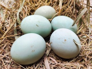 Some duck eggs in rice straw