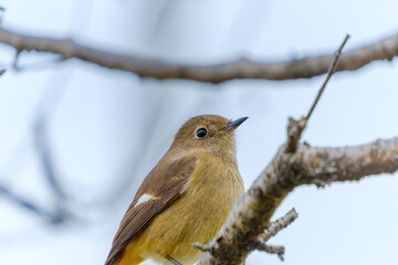 枝の上に佇むジョウビタキのメス