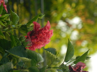 Red flower with a blurry green scenery background 