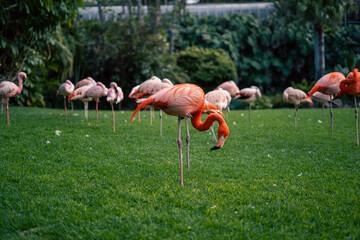 Flamingi na zielonej polanie © Adam.rtk