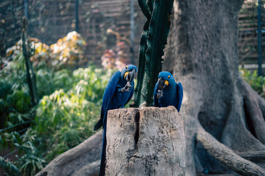 Dwie niebieskie papugi na pniu drzewa