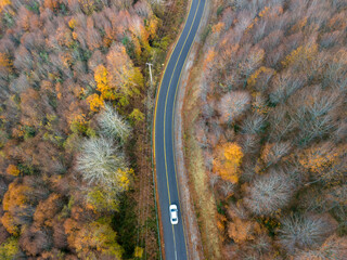 Autumn Road Winding Through Colorful Forest, Aerial View. High-angle, full shot of a winding road cutting through a vibrant autumn forest.