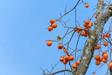 柿の実と青空の冬の風景