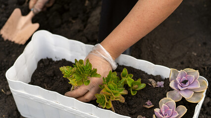 A person is planting a small garden with a variety of plants, including a purple flower. The person is wearing gloves and using a trowel to dig a hole in the soil. The garden is in a container