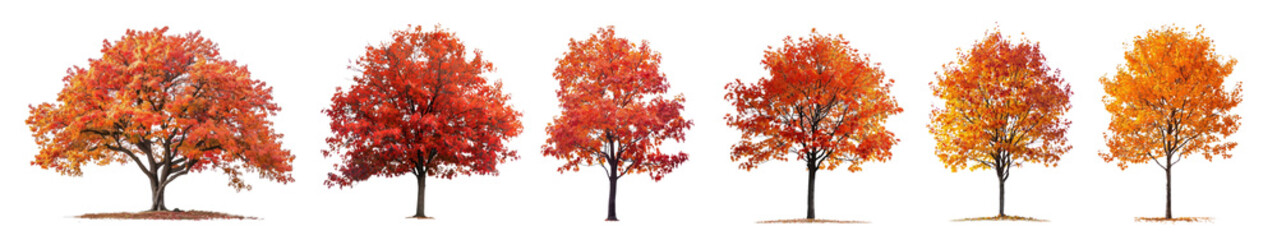PNG Vibrant autumn trees in sequence, isolated element set, transparent background
