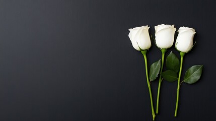 Fototapeta premium Three Elegant White Roses with Green Leaves on a Dark Background for Floral and Nature Designs