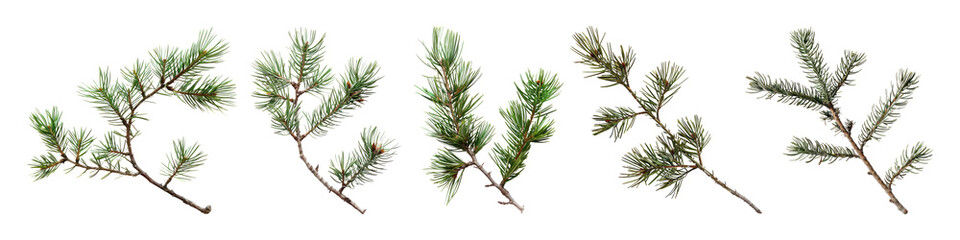 Pine branch png cut out element set, transparent background