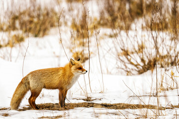 雪原キタキツネ