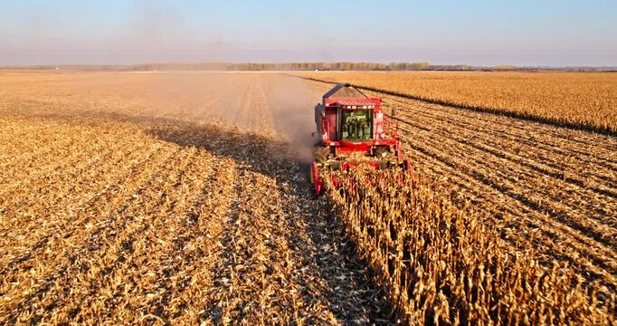 Harvester in action on industrial corn maize field