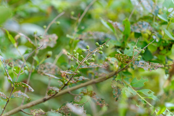 緑の未熟な実と葉のクローズアップ