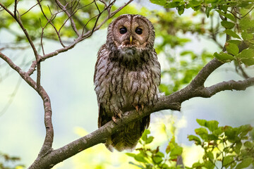 Tawny owl (Strix aluco), also called the brown owl, sitting on branch