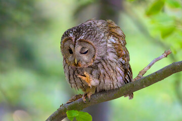 Tawny owl (Strix aluco), also called the brown owl, sitting on branch