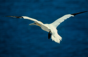 Fou de Bassan, jeune,.Morus bassanus, Northern Gannet