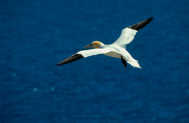 Fou de Bassan, jeune,.Morus bassanus, Northern Gannet