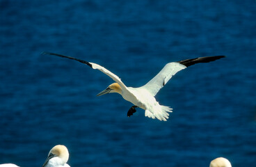Fou de Bassan, jeune,.Morus bassanus, Northern Gannet