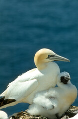 Fou de Bassan, nid,.Morus bassanus, Northern Gannet