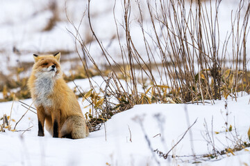 雪原キタキツネ