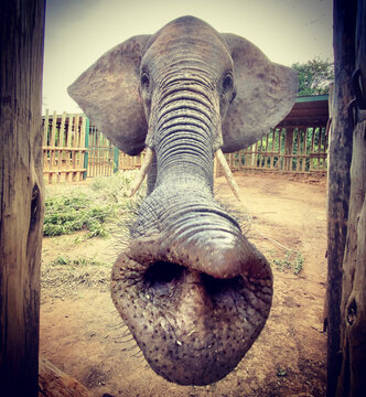 Trunk First: Wide-Angle View of a Rescued Elephant in Transitional Care at Umani Springs