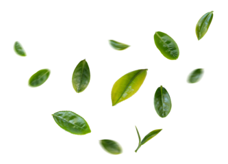 Green tea leaves flying in the air isolated on background.