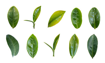 Green tea leaves collection isolated on transparent background.