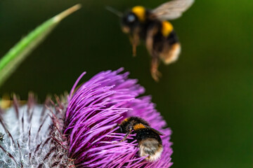 Close-up of a bumblebee collecting pollen on a Woolly Thistle flower with a blurred background.