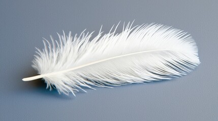 Elegant White Feather on Soft Gray Background for Design Use
