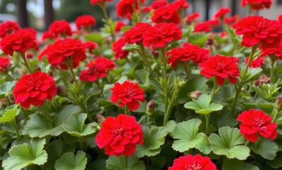 Vibrant red flowers in full bloom
