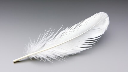 Obraz premium Elegant White Feather on Gray Background for Minimalist Design