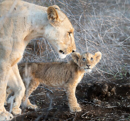 A Lion Cub’s Concerned Gaze Meets His Mother’s Steady Determination as They Navigate the Climate Crisis in Amboseli’s Drought-Stricken Landscape 