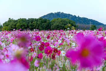 秋のコスモス畑と山の風景